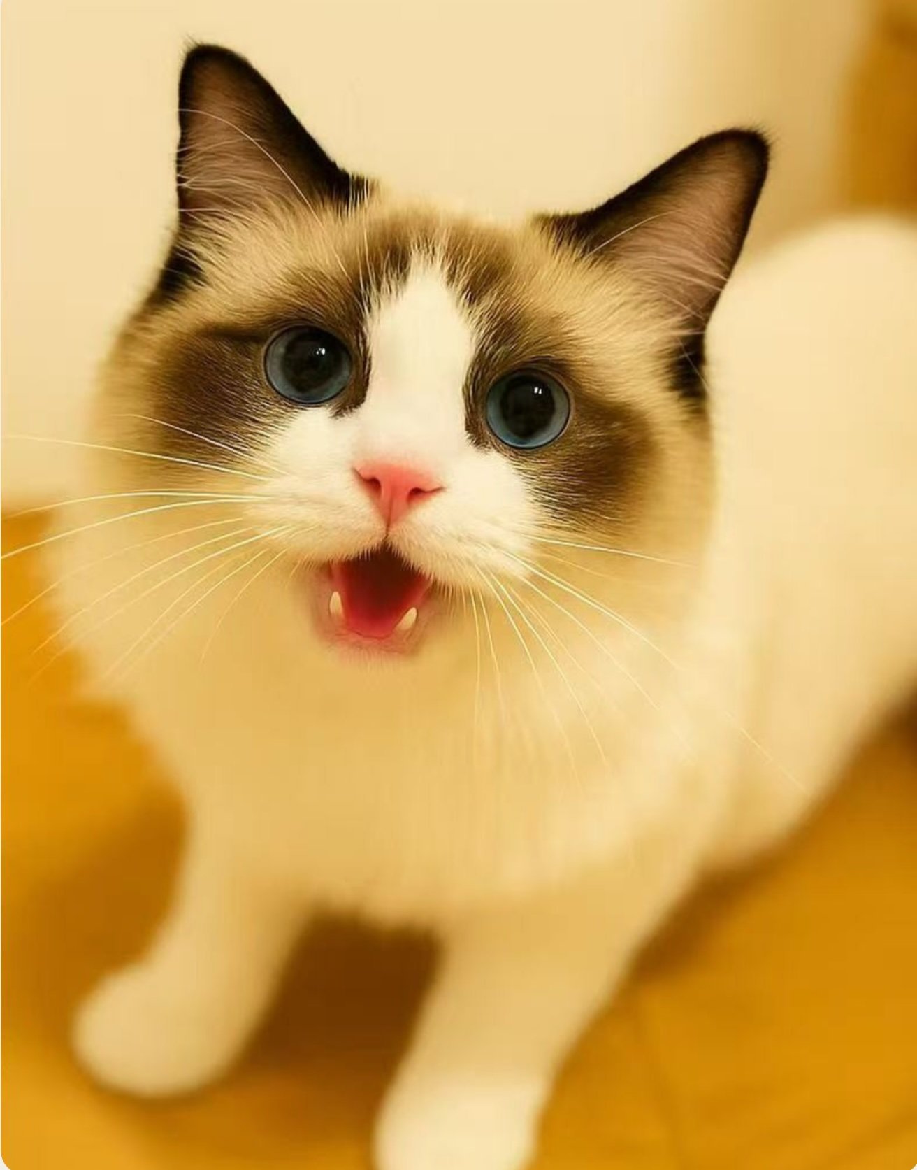 Huan Huan - a friendly and social cat