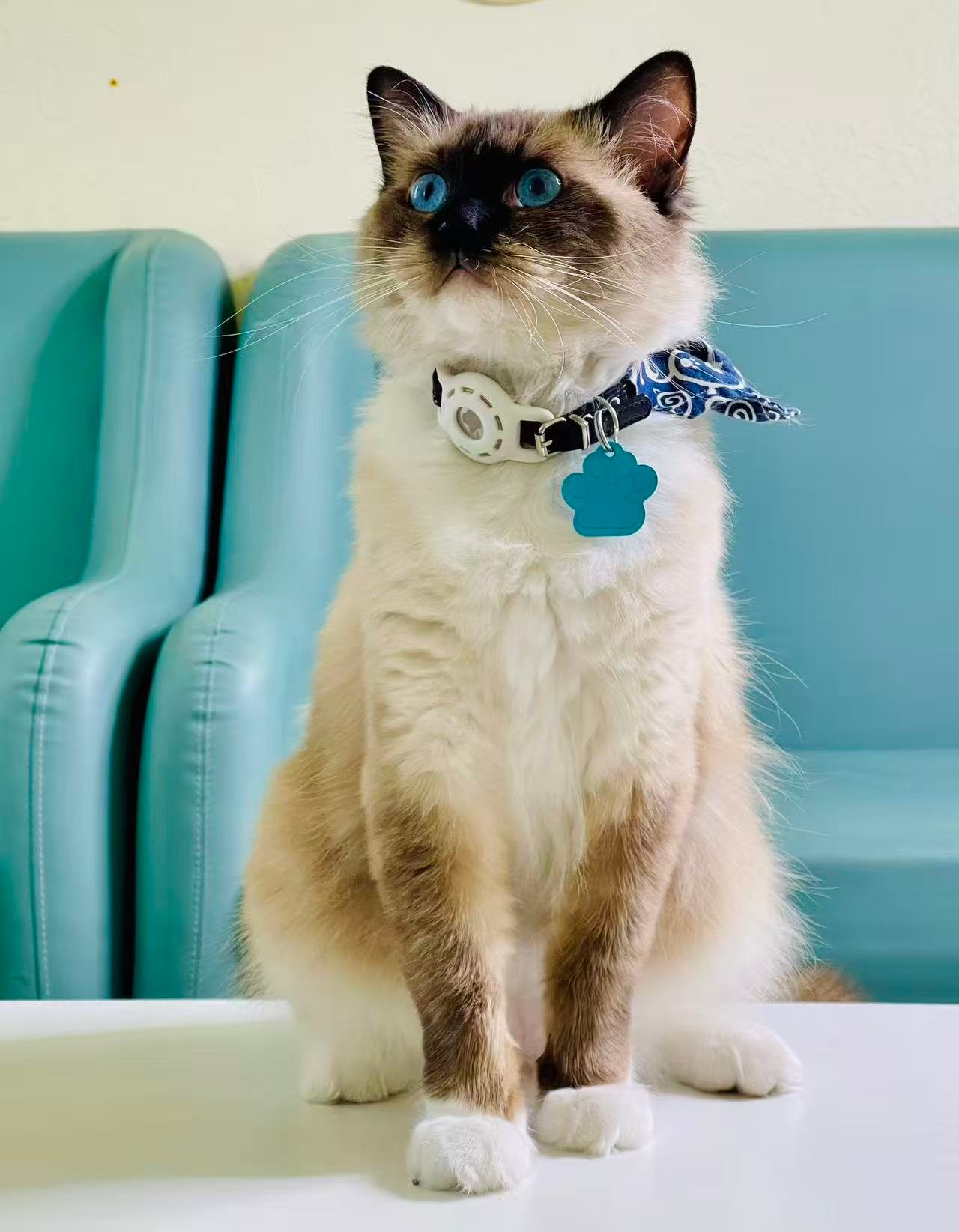 Peter - an independent and smart cat