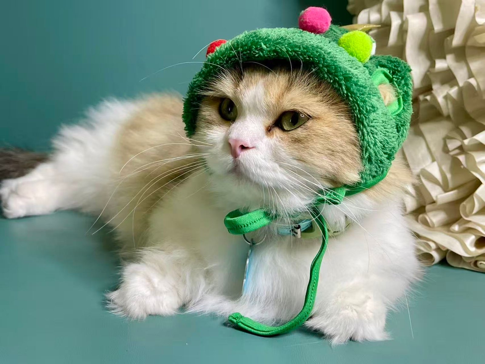 Shan Shan - a shy but loving cat