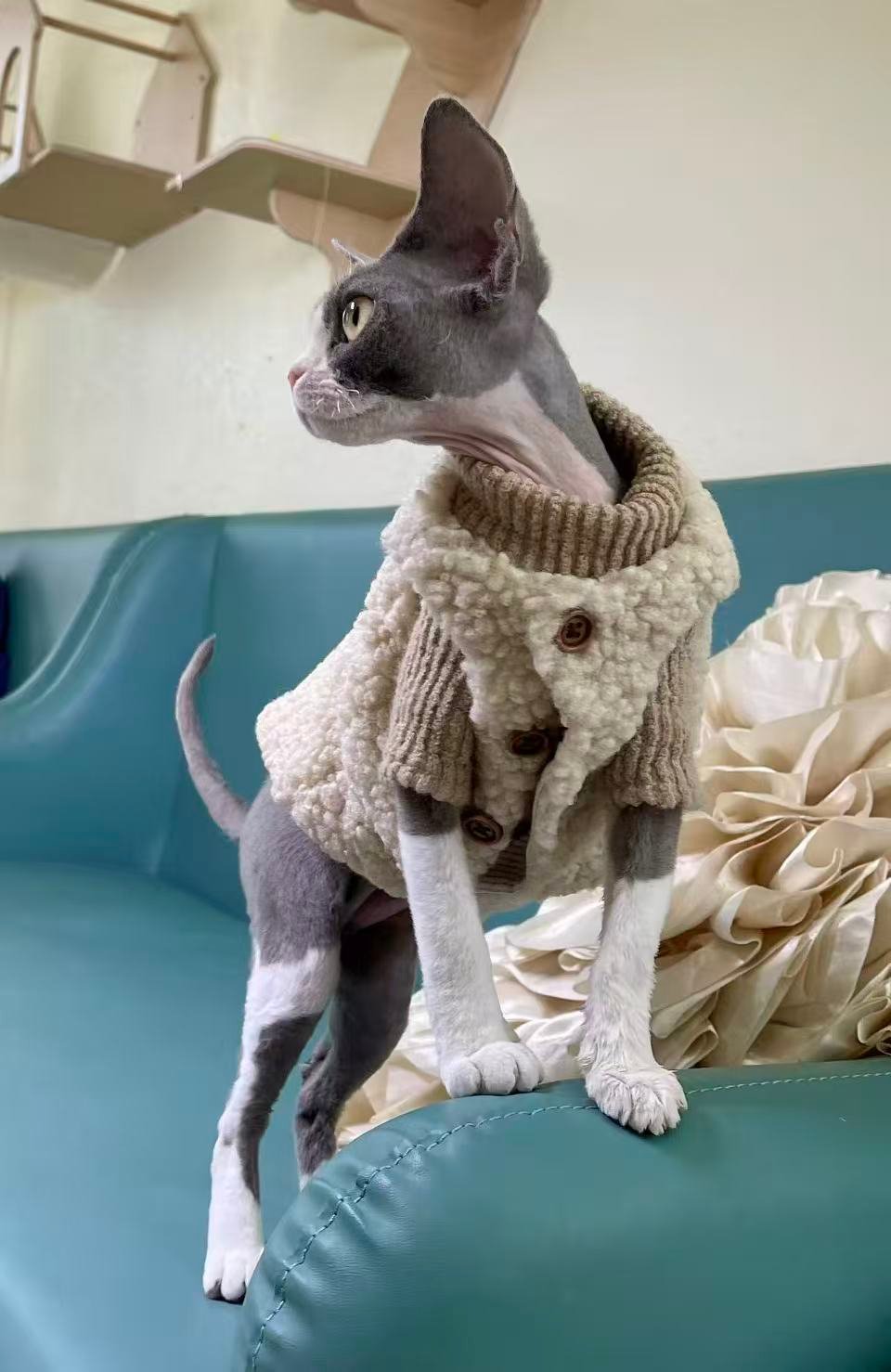 Zimomo - a sweet and affectionate Devon Rex cat