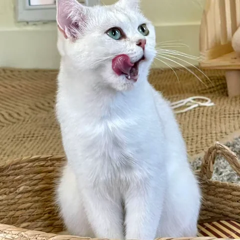 Adorable cat relaxing at MiaoMiao Cafe in Salt Lake City