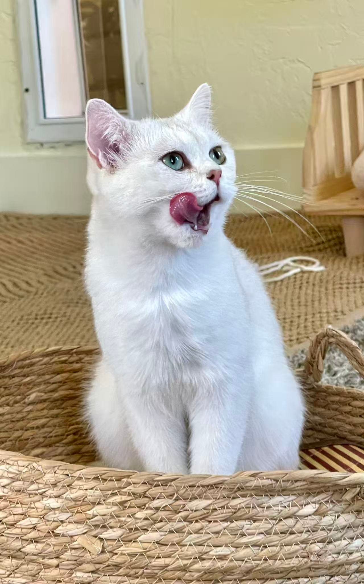 Adorable cat at MiaoMiao Cafe