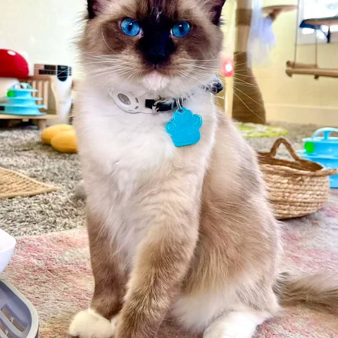 Playful kitten at MiaoMiao Cat Cafe