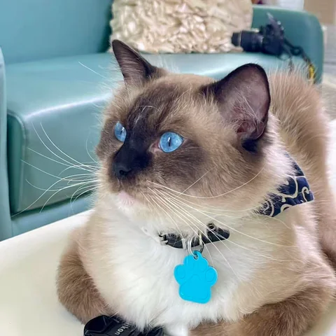 Cozy atmosphere inside MiaoMiao Cafe Utah