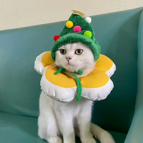 Cute cat enjoying sunlight at MiaoMiao Cat Lounge