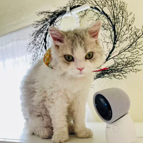 Friendly cat interacting with visitors at MiaoMiao Cafe