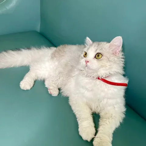 Comfortable seating area inside MiaoMiao Cat Cafe