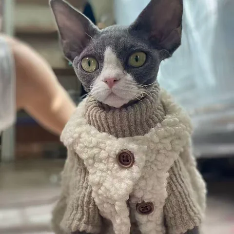 Cats playing together in the lounge at MiaoMiao Cafe