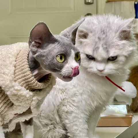 Beautiful interior design of MiaoMiao Cafe Salt Lake City