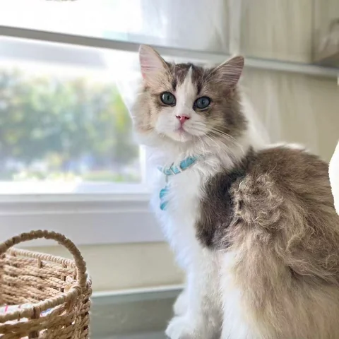 Sleepy cat napping by the window at MiaoMiao Cafe