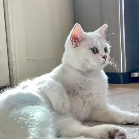 Cat paw cookies - signature dessert at MiaoMiao Cafe