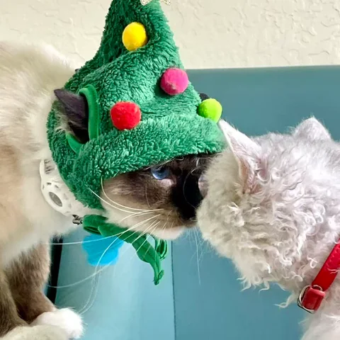 Cute Cat at MiaoMiao Cafe - Image 13