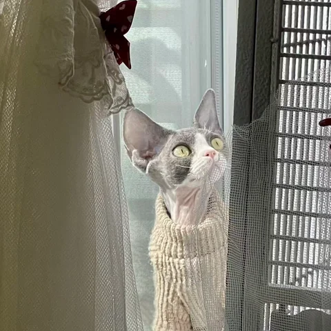 Cute Cat at MiaoMiao Cafe - Image 14