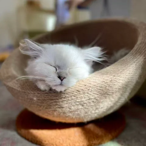 Cute Cat at MiaoMiao Cafe - Image 15