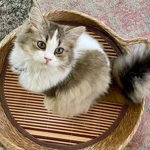 Cute Cat at MiaoMiao Cafe - Image 16