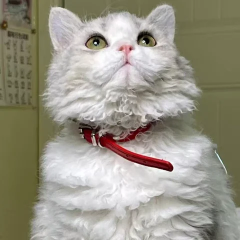 Cute Cat at MiaoMiao Cafe - Image 17