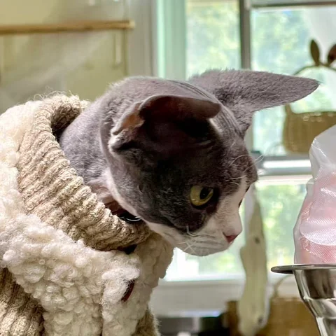 Cute Cat at MiaoMiao Cafe - Image 18