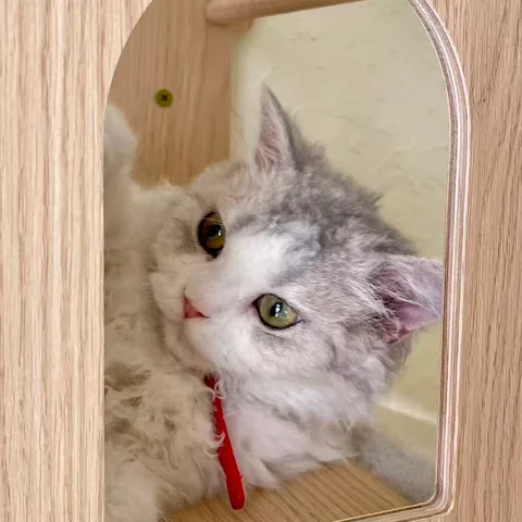 Cute Cat at MiaoMiao Cafe - Image 19