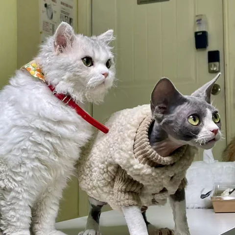 Cute Cat at MiaoMiao Cafe - Image 20