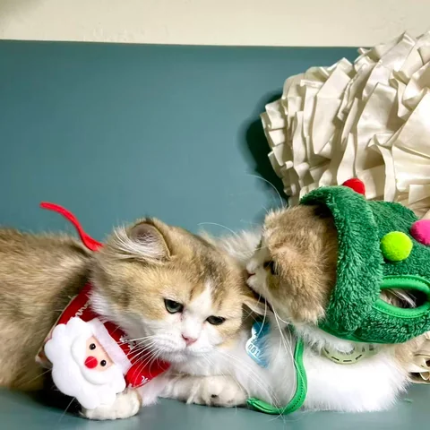 Cute Cat at MiaoMiao Cafe - Image 21