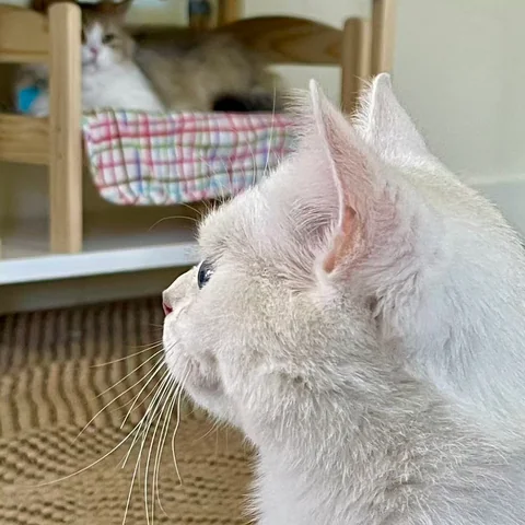 Cute Cat at MiaoMiao Cafe - Image 22