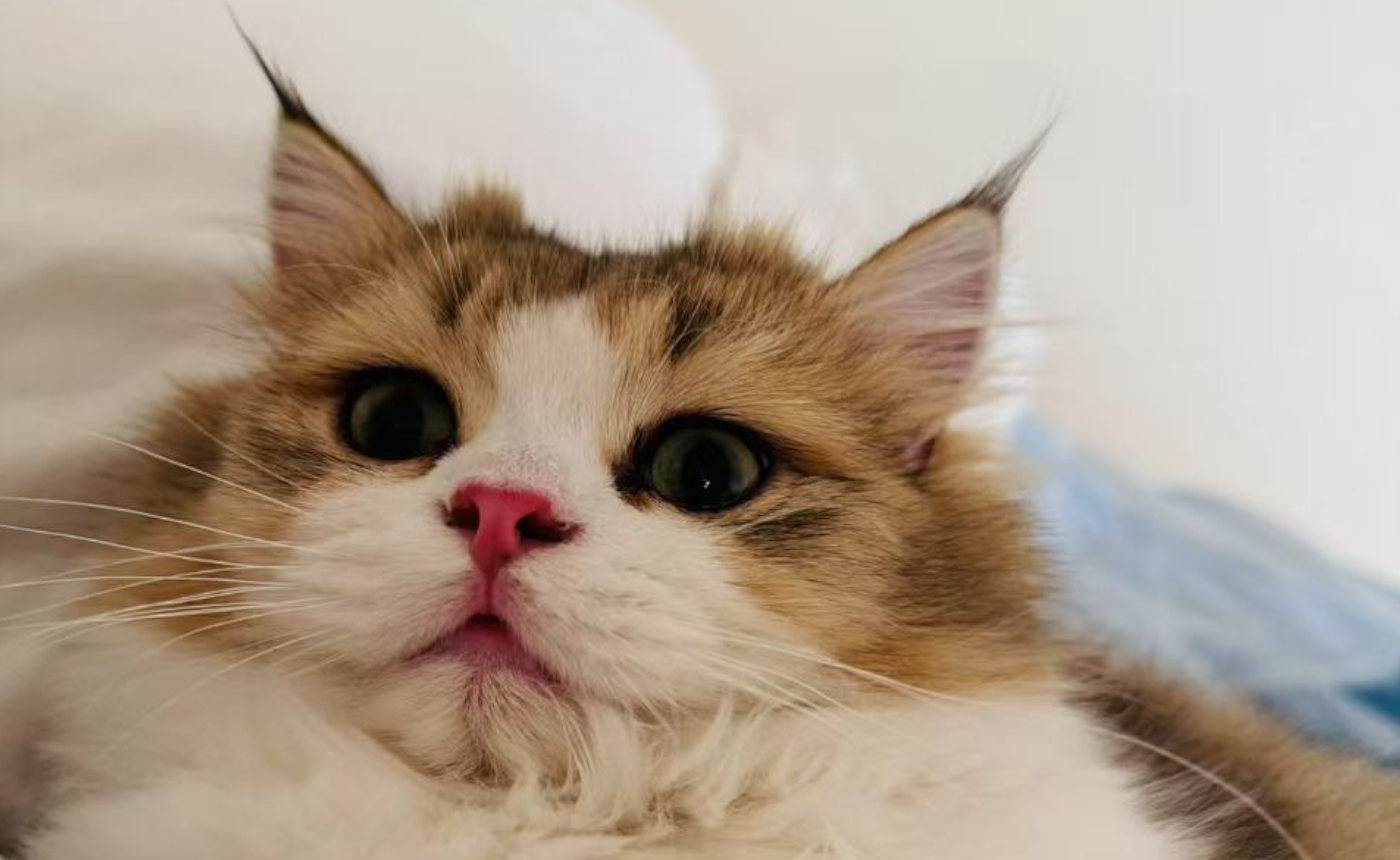 Adopt with Love